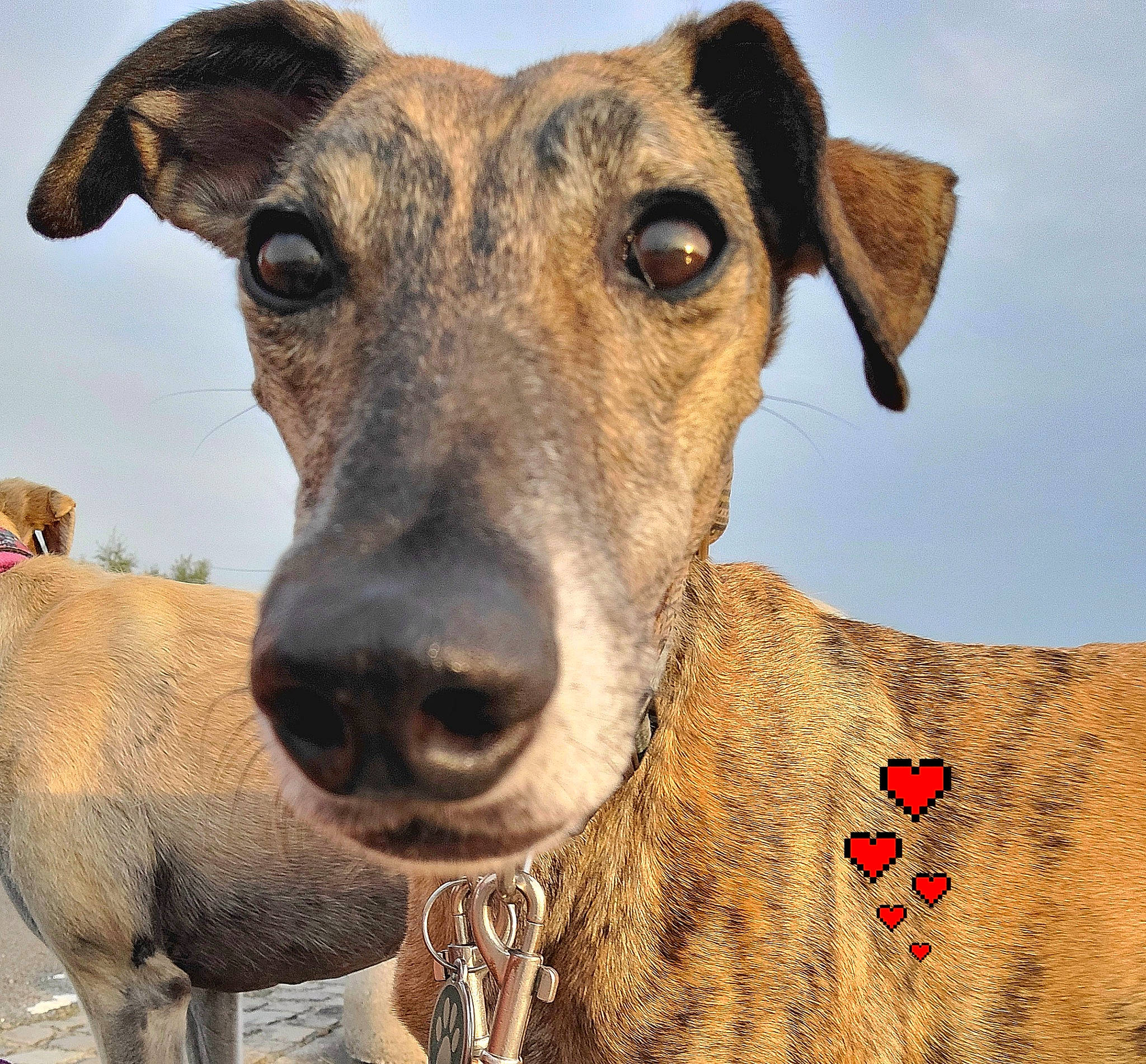 Cufi a rejoint le concours — aidez-le/la à gagner de superbes lots ! ancient_dog_breeds, canidae, carnivore, collar, companion_dog, dog, dog_breed, dog_collar, fawn, hunting_dog, landscape, sky, snout, sporting_group, terrestrial_animal, whiskers, working_animal, working_dog