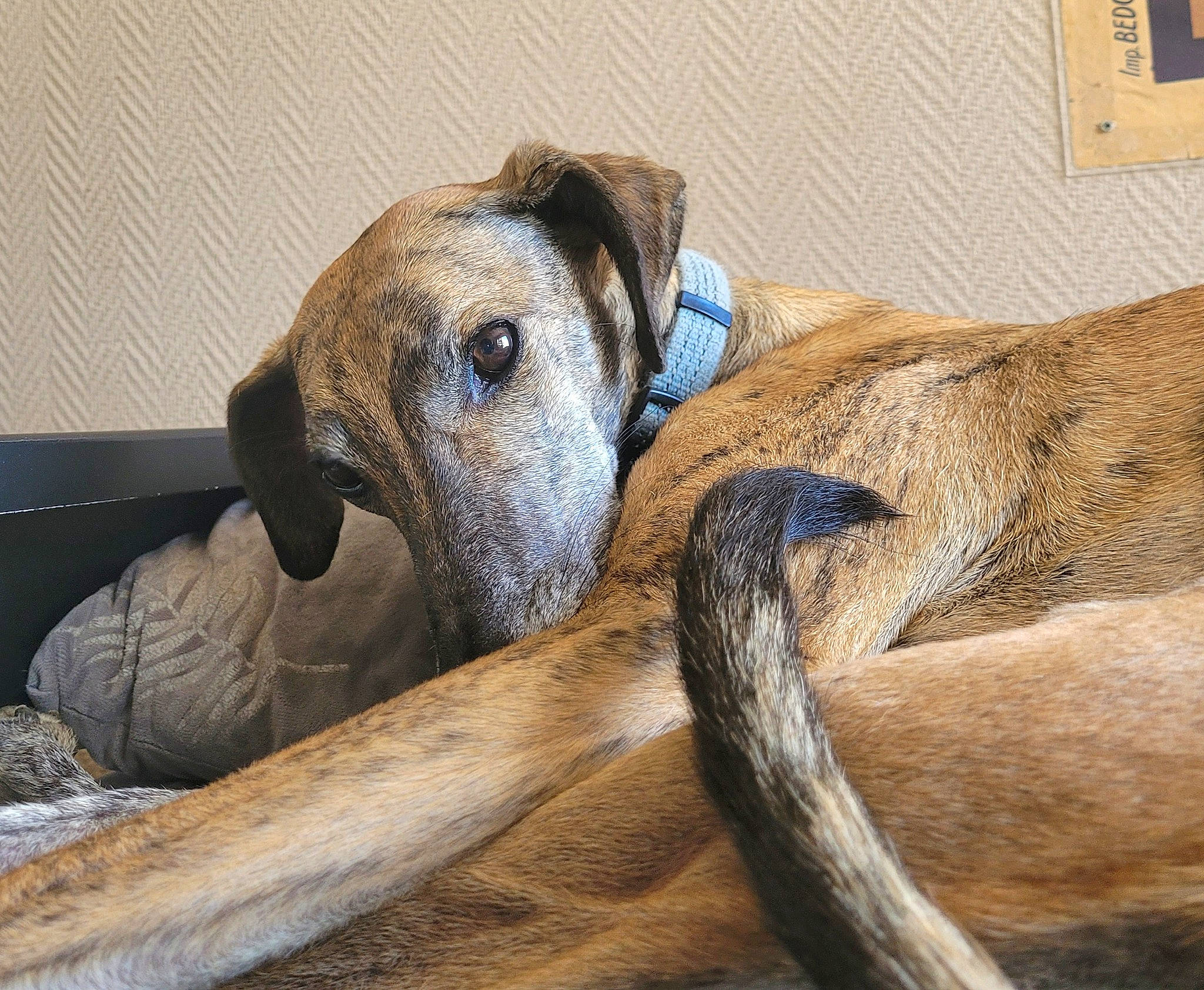 Cufi participe au concours pour gagner de l'argent avec cette photo : canidae, carnivore, comfort, dog_breed, fawn, light_switch, snout, terrestrial_animal, wall_plate, wildlife, wood, working_animal