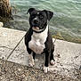 dog, black_and_white, sitting, water, outdoor, gravel, concrete, nature, animal, pet, curious, calm, collar, riverbank, plants, rocks, daylight, mammal, canine, portrait