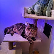 Athena participe au concours pour gagner de l'argent avec cette photo : animal, box, bunny, carpet, cat, cat_tree, corner, ears, fluffy, furniture, indoor, mammal, paws, pet, plush_toy, purple_light, relaxed, tabby, wall, whiskers