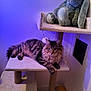 animal, box, bunny, carpet, cat, cat_tree, corner, ears, fluffy, furniture, indoor, mammal, paws, pet, plush_toy, purple_light, relaxed, tabby, wall, whiskers