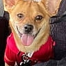 brown_fur, canine, close_up, collar, couch, cute, dog, domestic_animal, ears_up, fabric, furniture, happy, indoor, leash, pet, portrait, red_shirt, small_dog, smiling, tongue_out