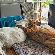 Roudolphe participe au concours pour gagner de l'argent avec cette photo : animal, architecture, building, cat, computerhardware, couch, cushion, electronics, furniture, hardware, homedecor, indoors, interiordesign, livingroom, monitor, pet, room, screen, table, tv