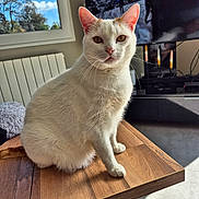 Néo participe au concours pour gagner de l'argent avec cette photo : adult, animal, cat, computerhardware, electronics, furniture, hardware, hardwood, indoors, interiordesign, male, monitor, person, pet, plywood, screen, stainedwood, table, tv, wood