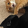 Pumpkin is registered to the contest to win money with this photo: animal, black_cat, carpet, cat, closeup, cute, domestic, ears, expression, friendship, fur, indoor, interaction, orange_tabby, paw, pets, playful, resting, teeth, whiskers