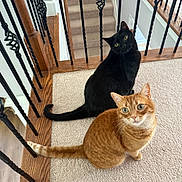 Pumpkin joined the competition — help win amazing prizes! animal, black_cat, carpet, cat, companions, curious, cute, domestic, ears, feline, home, indoor, looking_up, orange_tabby, pets, railing, stairs, two_cats, whiskers, wood_trim