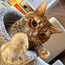 Pumpkin is registered to the contest to win money with this photo: cat, cat_tunnel, closeup, cozy, curious, domestic_animal, ear, eye, feline, fur, furniture, indoor, living_room, mammal, orange_tabby, paw, pet, playful, soft_texture, whiskers