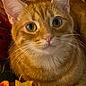 animal, autumn, cat, closeup, colorful, cozy, curious, cute, face, fall_leaves, ginger_cat, indoor, leaf, nature, orange_fur, pet, portrait, seasonal, still_life, whiskers