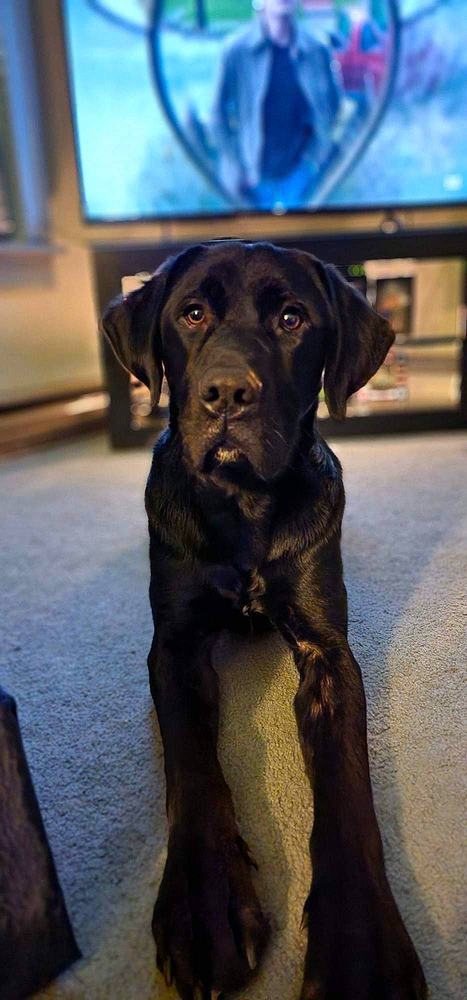 Jeter is registered to the contest to win money with this photo: borador, canidae, carnivore, collar, companion_dog, dog, dog_breed, dog_collar, electric_blue, fur, gun_dog, hunting_dog, liver, snout, sporting_group, television, terrestrial_animal, working_animal