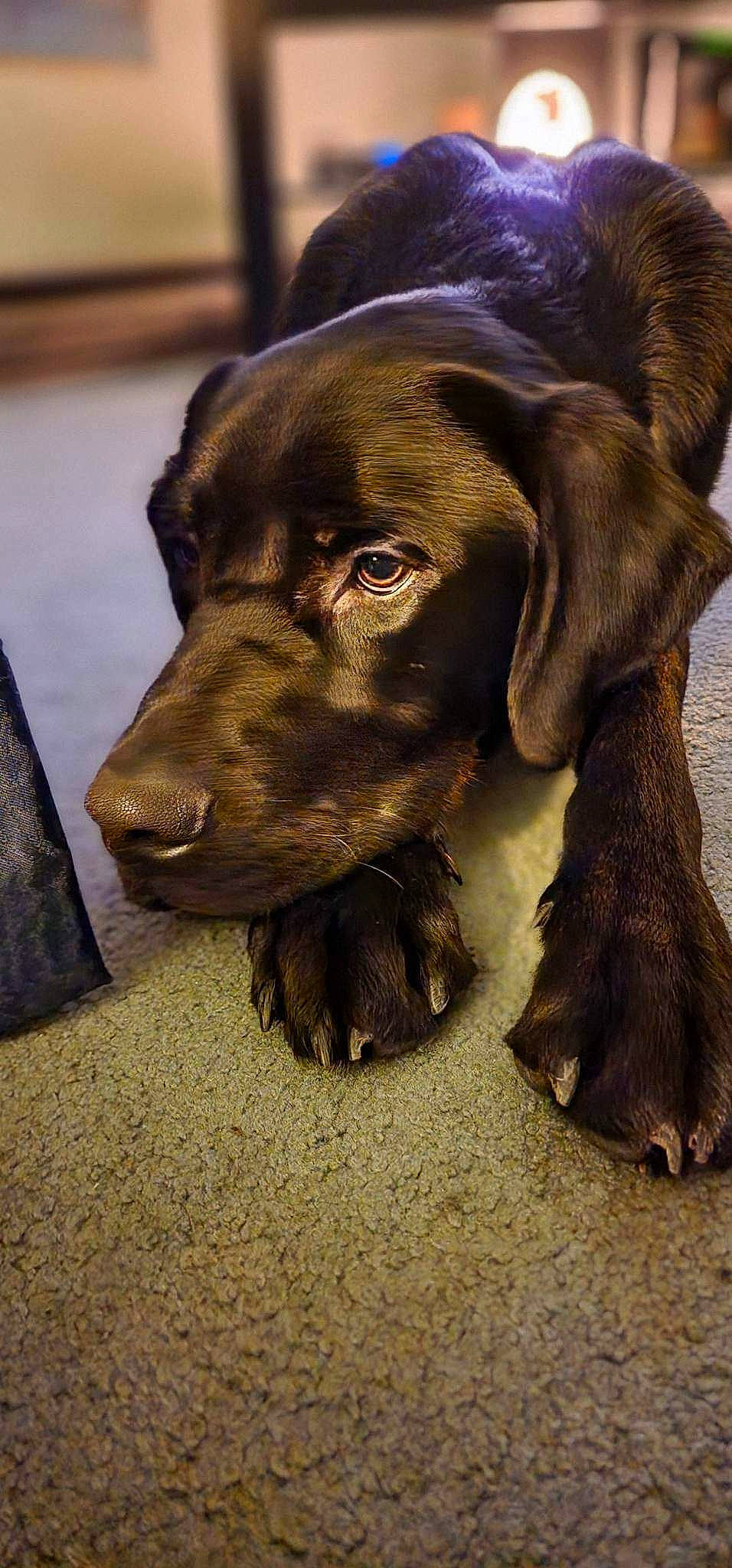 Jeter joined the competition — help win amazing prizes! borador, canidae, carnivore, companion_dog, dog, dog_breed, dog_collar, fur, gun_dog, hunting_dog, liver, natural_material, pet_supply, sporting_group, terrestrial_animal, whiskers, working_animal