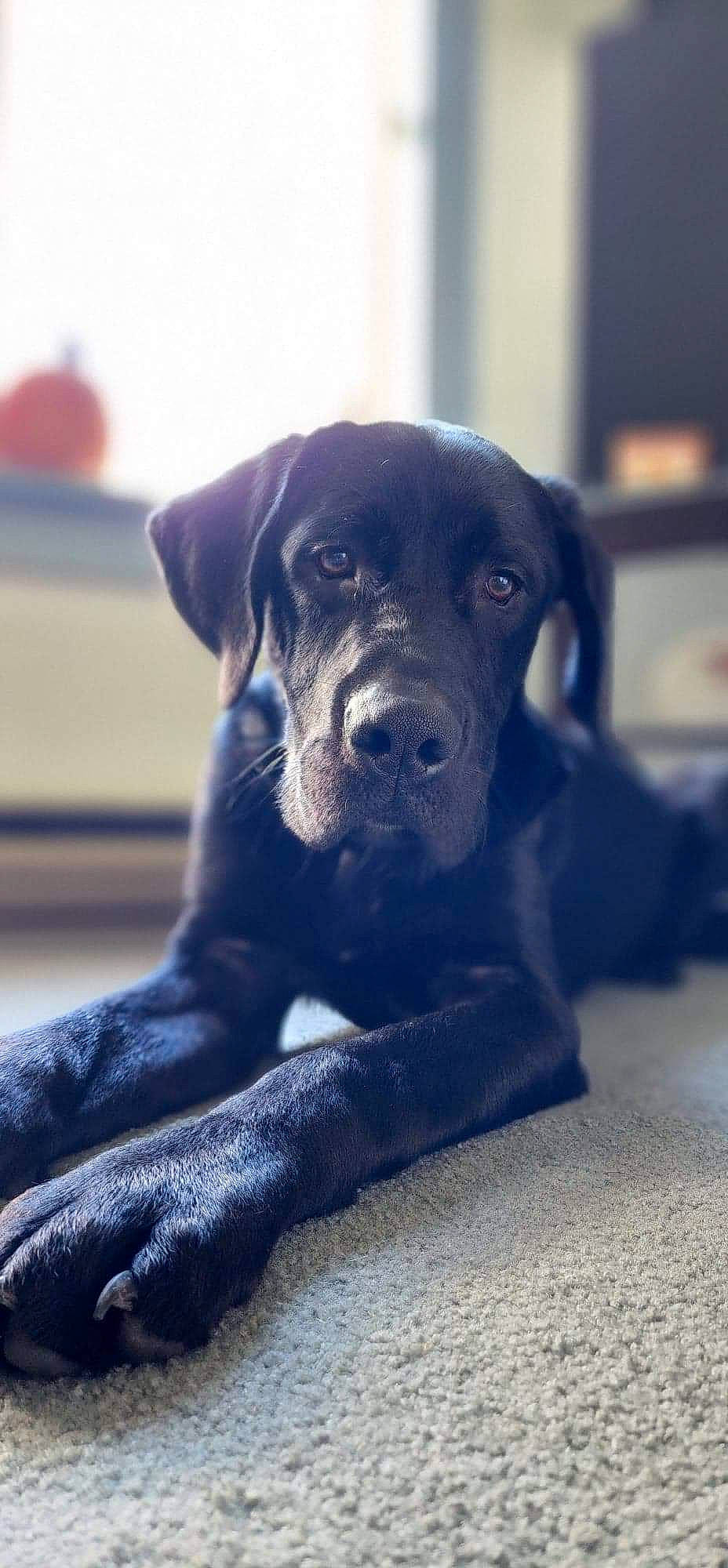 Jeter is registered to the contest to win money with this photo: borador, canidae, carnivore, companion_dog, dog, dog_breed, electric_blue, fur, guard_dog, metal, monochrome_photography, sporting_group, terrestrial_animal, tints_and_shades, whiskers, working_animal