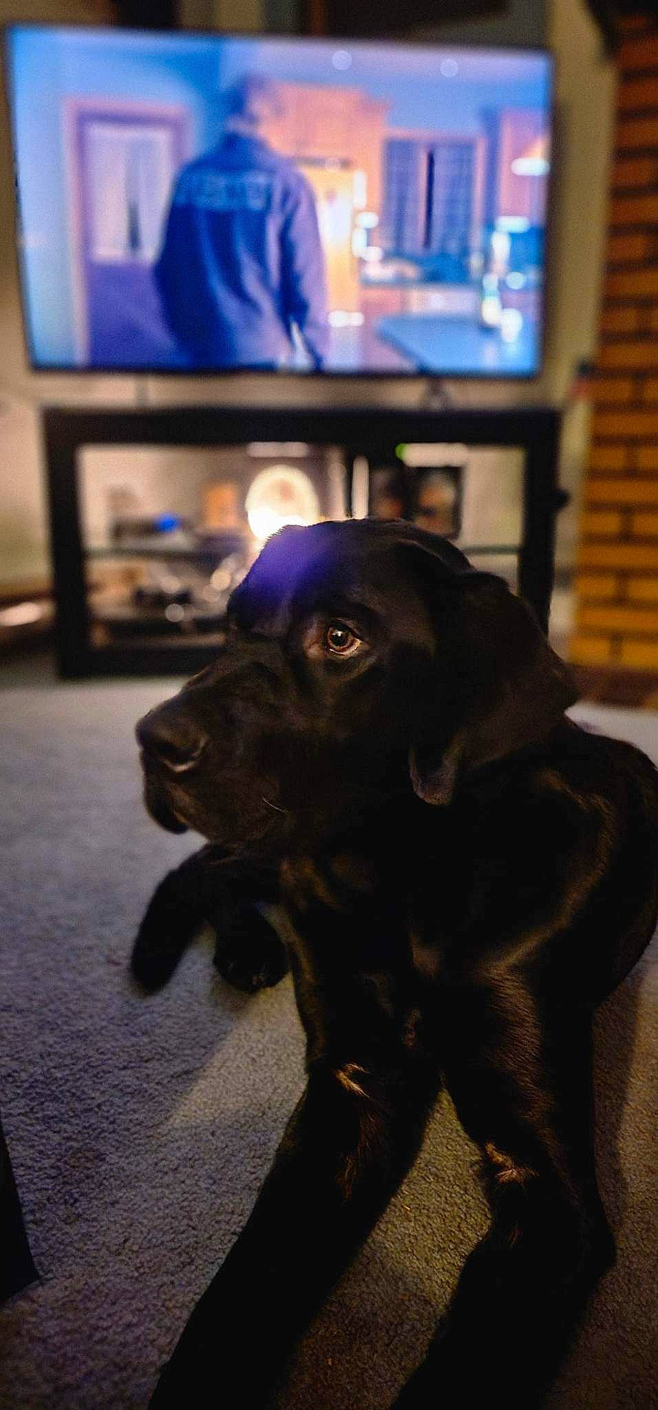 Jeter is registered to the contest to win money with this photo: carnivore, collar, companion_dog, display_device, dog, dog_breed, dog_collar, fawn, flooring, fur, gun_dog, liver, picture_frame, plant, snout, sporting_group, television, television_set, whiskers, working_animal