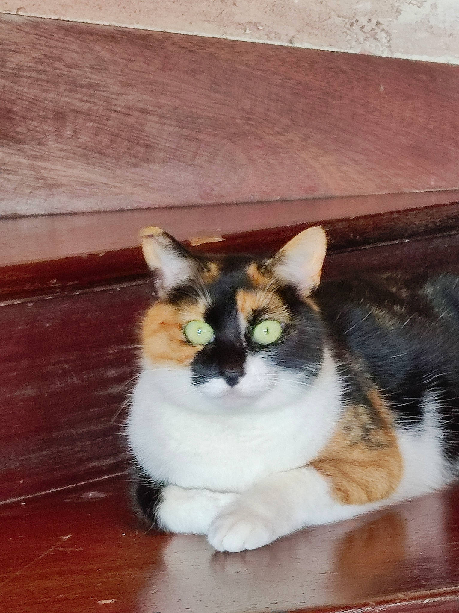 Abyss participe au concours pour gagner de l'argent avec cette photo : carnivore, cat, domestic_short_haired_cat, eye, felidae, flooring, fur, hardwood, sitting, small_to_medium_sized_cats, snout, tail, terrestrial_animal, whiskers, wood