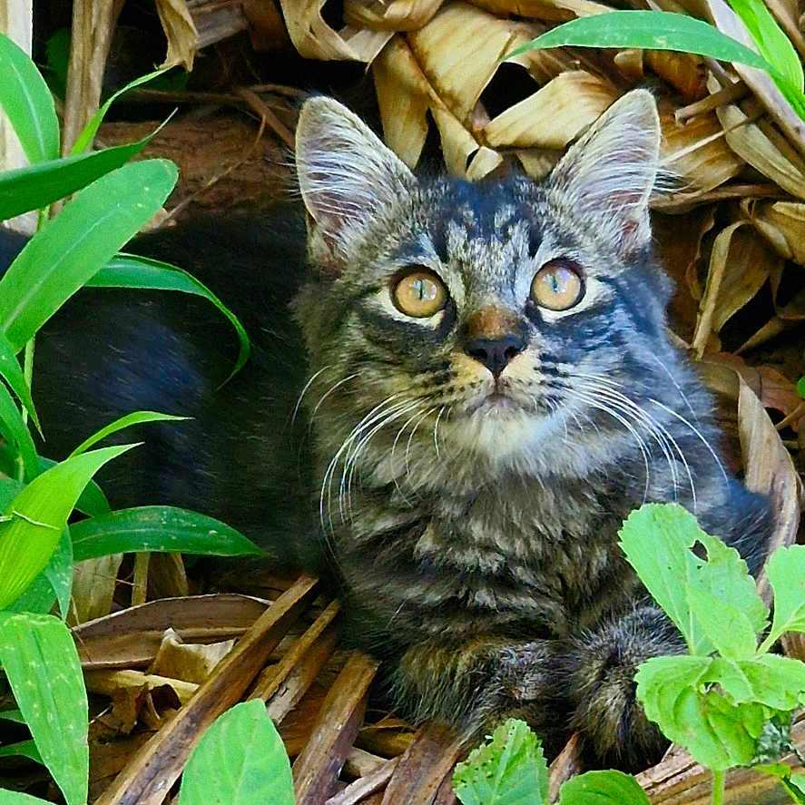 Marley a rejoint le concours — aidez-le/la à gagner de superbes lots ! animal, cat, grass, green, herbal, herbs, jungle, kitten, land, leaf, manx, nature, outdoors, pet, plant, pottedplant, rainforest, soil, vegetation, wood