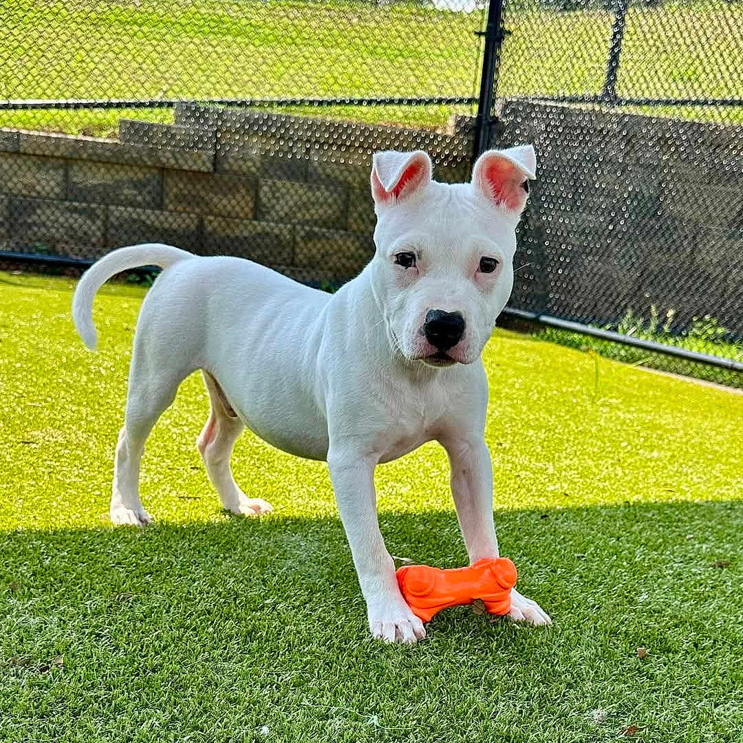 Casper is registered to the contest to win money with this photo: alert, animal, canine, daylight, dog, fence, friendly, grass, grass_field, nature, orange_bone, outdoor, pet, playful, puppy, sunny, toy, white_dog, yard, young_dog