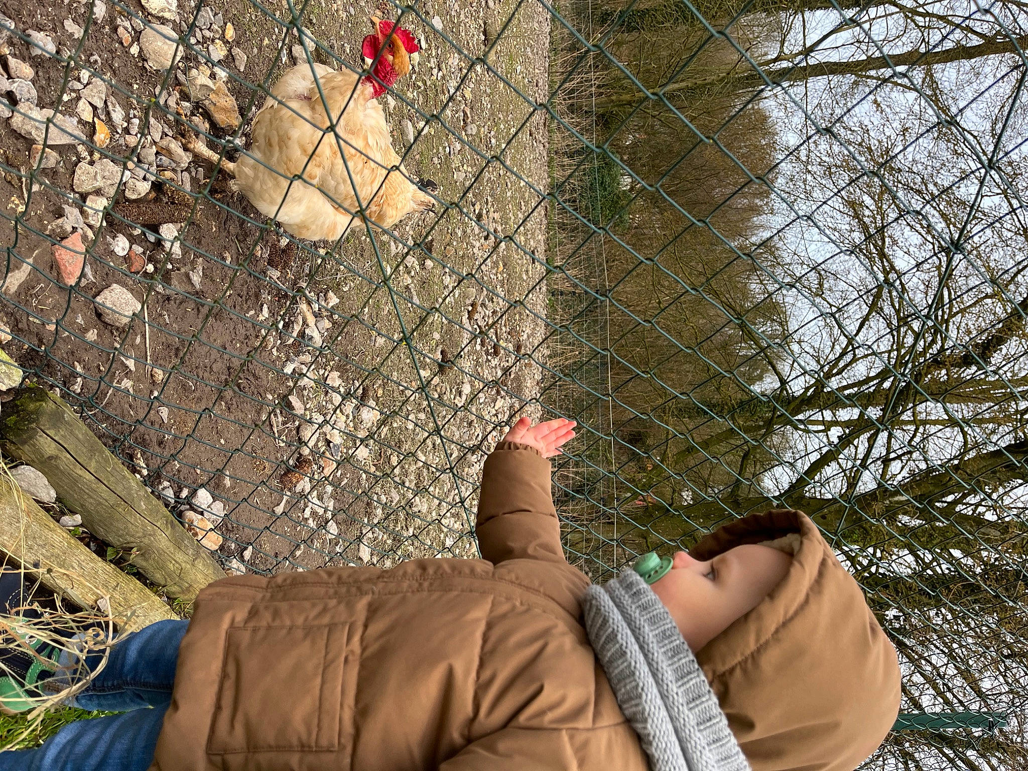 Alessio participe au concours pour gagner de l'argent avec cette photo : adaptation, comfort, elbow, fence, foot, grass, human_leg, leaf, leisure, mesh, people_in_nature, person, rock, shadow, sitting, soil, tree, trunk, twig, wire_fencing