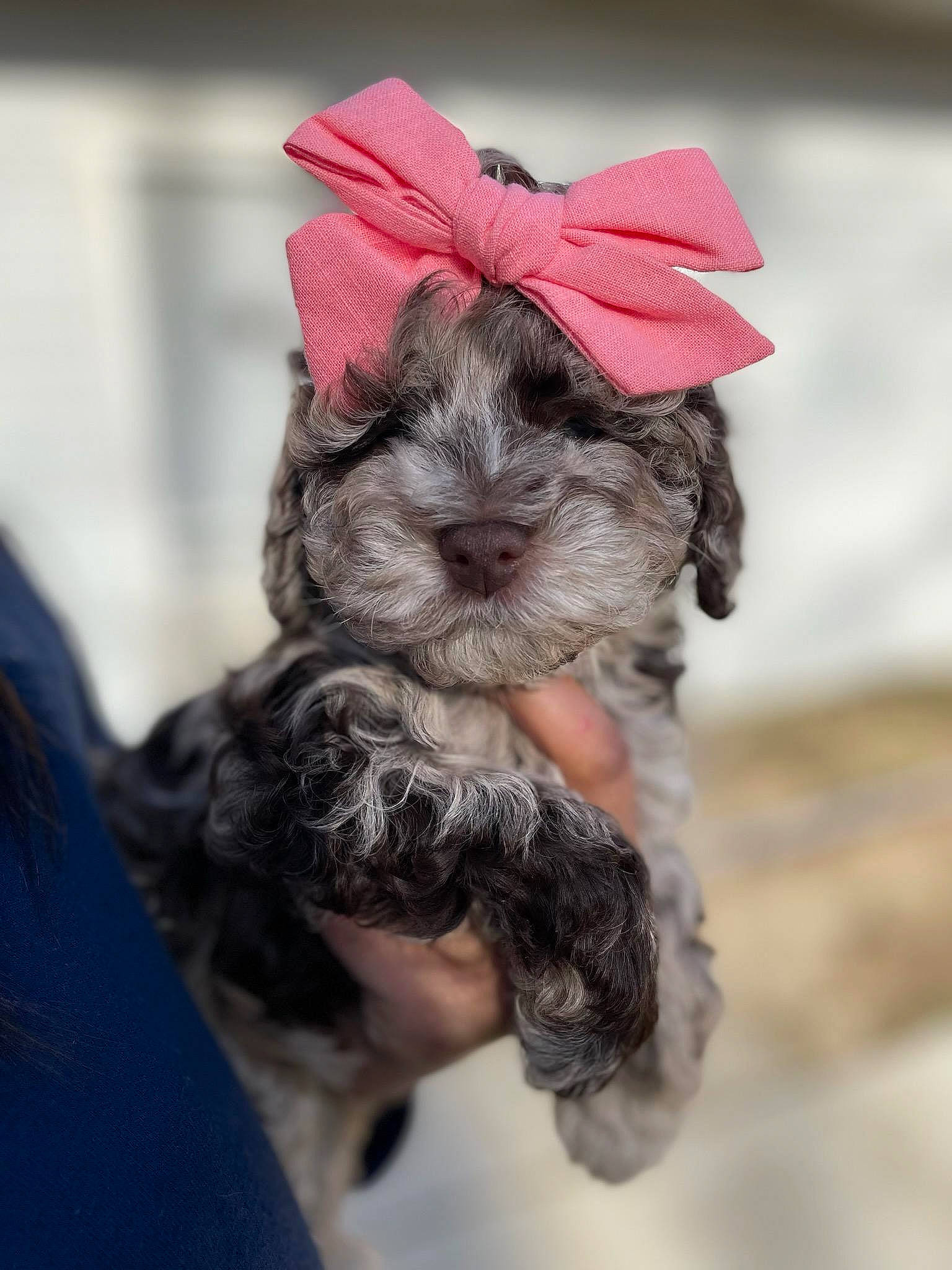 Bella is registered to the contest to win money with this photo: bun, companion_dog, fashion_accessory, fur, hair, hair_accessory, hair_coloring, happy, hat, magenta, petal, tradition