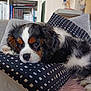 Alaska participe au concours pour gagner de l'argent avec cette photo : black, bookshelf, brown, cavalier_king_charles_spaniel, couch, cozy, cute, dog, figurine, fish_tank, fur, home, indoor, pet, pillow, puppy, relaxed, tinkerbell, tricolor, white
