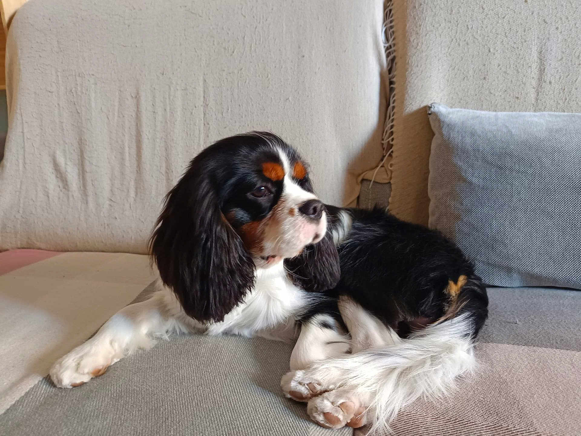Alaska a rejoint le concours — aidez-le/la à gagner de superbes lots ! animal, canine, cavalier_king_charles_spaniel, comfort, couch, cushion, dog, domestic, ears, fur, home, indoor, laying_down, paw, pet, puppy, relaxing, resting, tail, tricolor