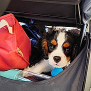 Alaska a rejoint le concours — aidez-le/la à gagner de superbes lots ! animal, bag, black_fabric, curious, cute, dog, eyes, face, fur, ground, nose, outdoor, pet, puppy, resting, small_dog, stroller, sunlight, tricolor, water_bottle