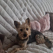 Nyla participe au concours pour gagner de l'argent avec cette photo : dog, pet, indoor, couch, blanket, pillow, furry, small_dog, relaxed, curious, ears, fur, resting, cozy, home, animal, companion, cute, brown, black