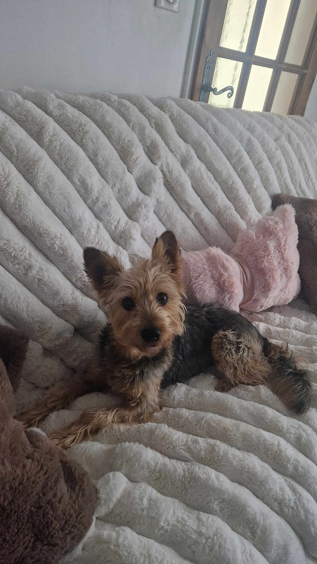 Nyla participe au concours pour gagner de l'argent avec cette photo : dog, pet, indoor, couch, blanket, pillow, furry, small_dog, relaxed, curious, ears, fur, resting, cozy, home, animal, companion, cute, brown, black