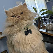 Juno is registered to the contest to win money with this photo: cat, fluffy, feline, collar, bow_tie, pet, indoors, table, plant, vase, window, curtains, fur, close_up, portrait, domestic_animal, orange_cat, whiskers, expression, sitting