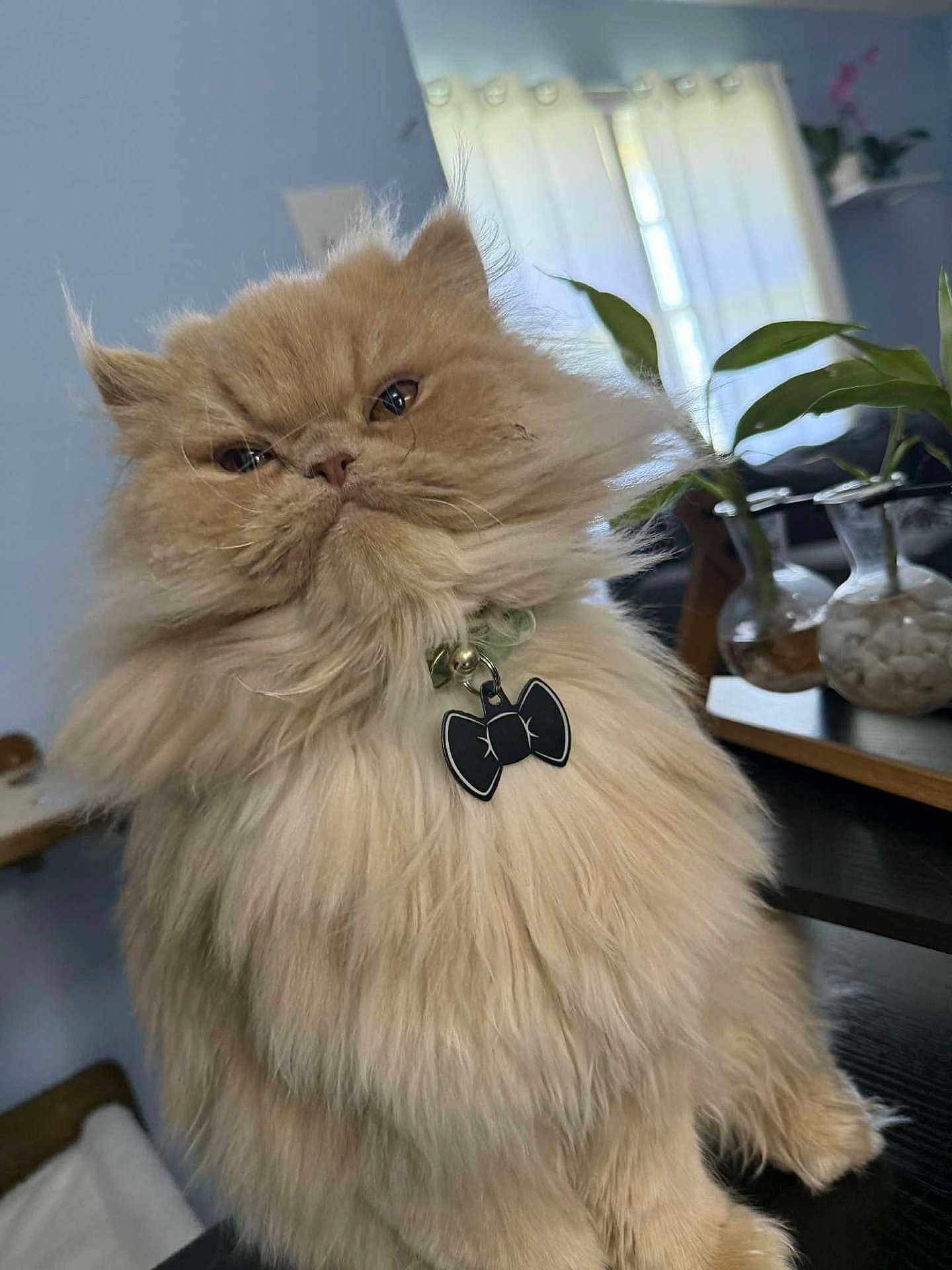 Juno is registered to the contest to win money with this photo: cat, fluffy, feline, collar, bow_tie, pet, indoors, table, plant, vase, window, curtains, fur, close_up, portrait, domestic_animal, orange_cat, whiskers, expression, sitting