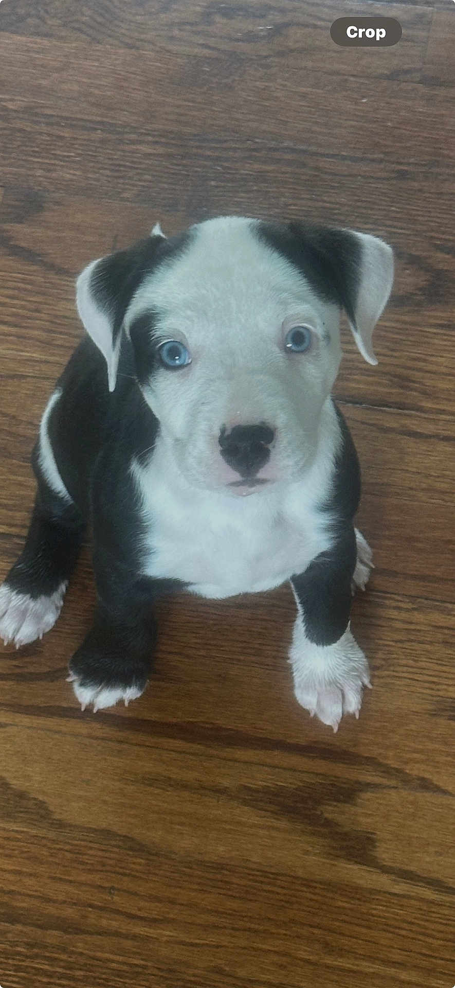Bumble joined the competition — help win amazing prizes! puppy, dog, blue_eyes, black_and_white, pet, animal, cute, young, sitting, floor, wooden_floor, indoor, fur, paw, nose, ears, looking_up, adorable, small, domestic_animal