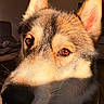 Yuki a rejoint le concours — aidez-le/la à gagner de superbes lots ! dog, husky, close_up, pet, animal, fur, ears, nose, whiskers, indoor, sunlight, portrait, brown_eyes, canine, muzzle, domestic_animal, face, furry, cute, companion