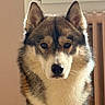 Yuki participe au concours pour gagner de l'argent avec cette photo : dog, husky, pet, indoor, window, radiator, fur, animal, canine, portrait, looking, ears, face, whiskers, brown, white, black, furry, closeup, domestic