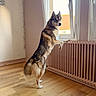 dog, husky, window, wooden_floor, radiator, indoor, curious, standing, pet, animal, fur, ears, tail, looking, light, daylight, room, wall, floor, domestic