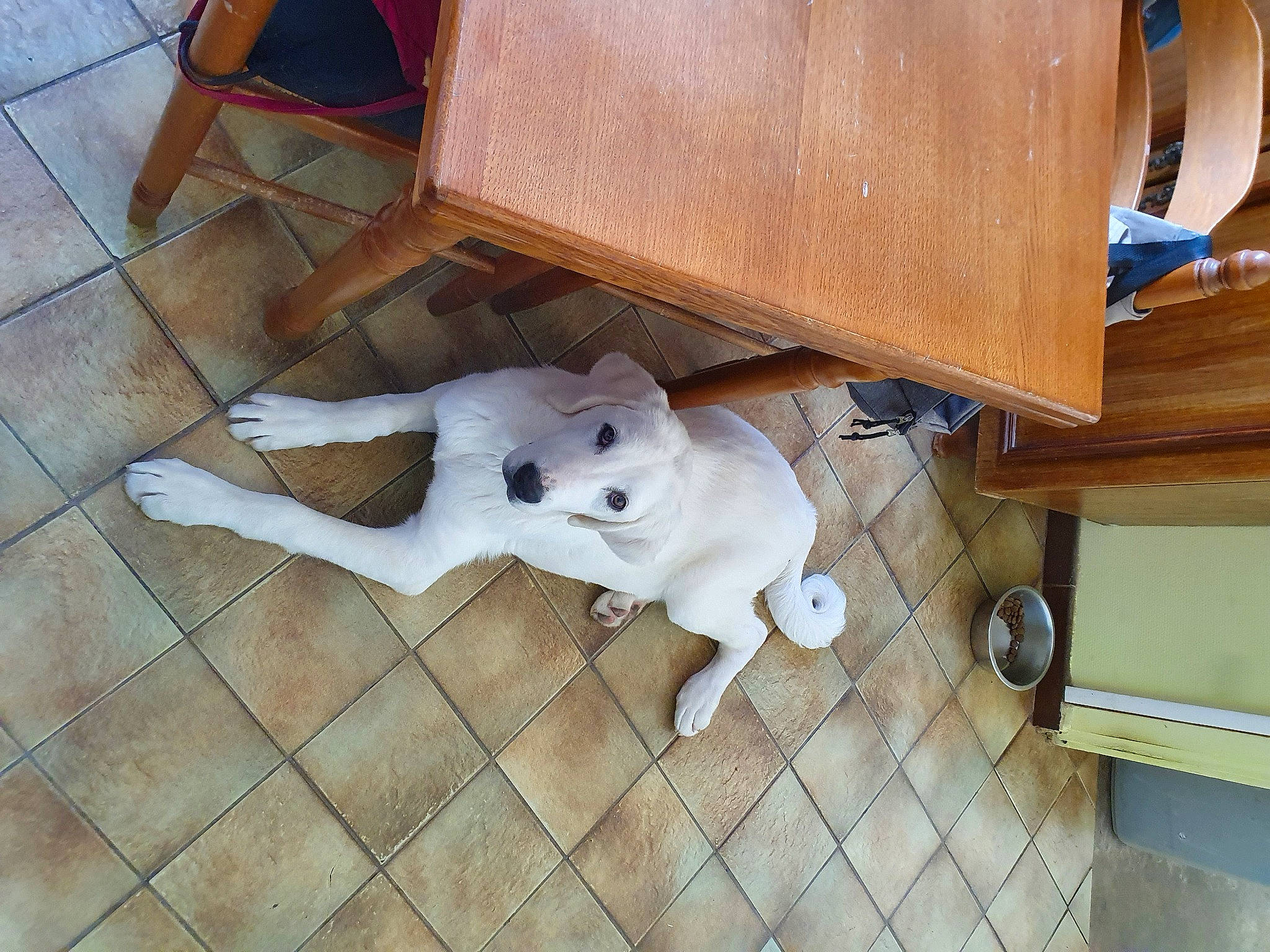 Stella a rejoint le concours — aidez-le/la à gagner de superbes lots ! canidae, carnivore, chair, companion_dog, dog, dog_breed, fawn, floor, flooring, hardwood, plywood, snout, sporting_group, stuffed_toy, table, tail, toy, wood, wood_stain, working_animal