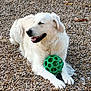 dog, white_dog, pet, playing, toy, green_ball, pebbles, outdoor, animal, canine, happy, relaxed, fur, paws, laying_down, nature, daylight, looking_away, close_up, companion