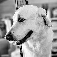 Paillette a rejoint le concours — aidez-le/la à gagner de superbes lots ! dog, animal, pet, portrait, close_up, black_and_white, fluffy, canine, muzzle, fur, looking_away, indoor, cute, friendly, whiskers, ears, snout, happy, domestic, companion