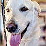 Paillette participe au concours pour gagner de l'argent avec cette photo : dog, white_dog, pet, close_up, tongue_out, happy, animal, mammal, canine, face, fur, nose, ears, brown_eyes, portrait, cute, friendly, domestic_animal, furry, indoor