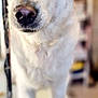Paillette participe au concours pour gagner de l'argent avec cette photo : dog, white_dog, pet, animal, indoor, close_up, brown_eyes, fur, canine, portrait, looking_away, soft_focus, background_blur, muzzle, ears, standing, house, floor, companion, friendly