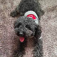 Umbra participe au concours pour gagner de l'argent avec cette photo : dog, black_dog, curly_fur, carpet, pet, tongue_out, happy, lying_down, indoor, vest, cute, animal, fur, canine, companion, playful, domestic_animal, resting, small_dog, friendly