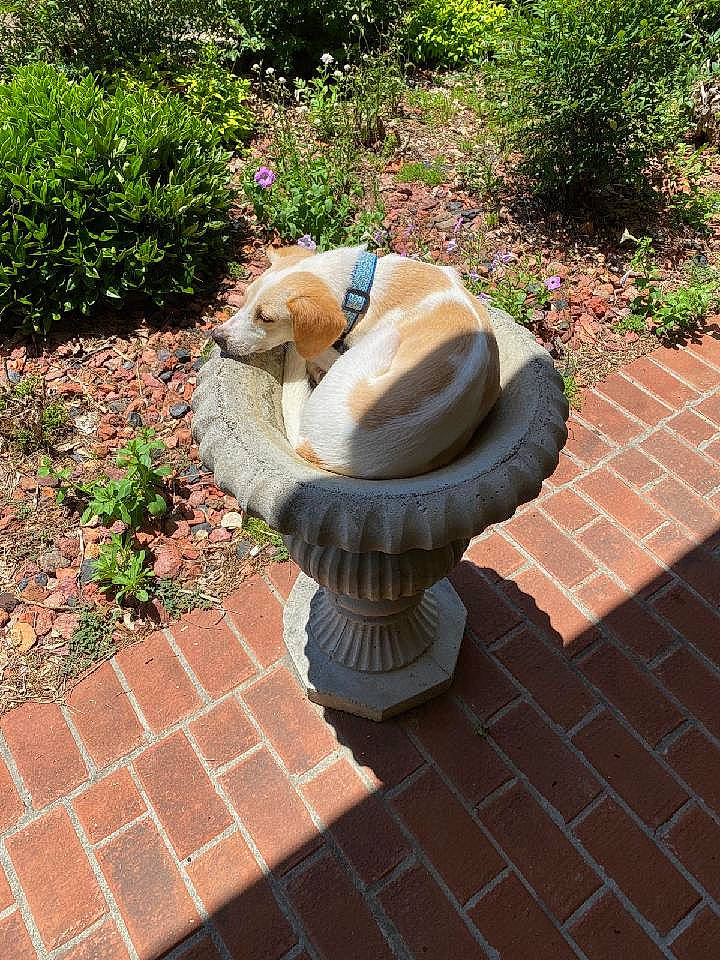 Jester is registered to the contest to win money with this photo: art, bird_bath, brick, brickwork, companion_dog, fawn, flagstone, flooring, grass, grass_family, groundcover, landscape, lawn_ornament, plant, road_surface, sculpture, sidewalk, walkway, water_feature, wood