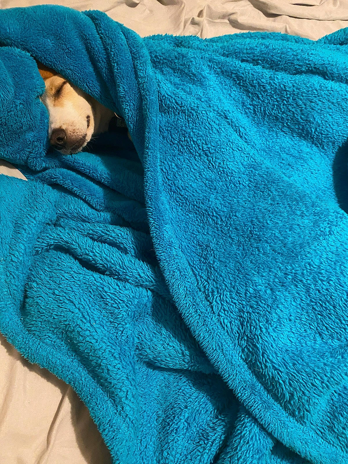 Jester is registered to the contest to win money with this photo: aqua, azure, blue, comfort, denim, electric_blue, fashion_accessory, fur, green, grey, knitting, linens, magenta, natural_material, pattern, sleeve, textile, wool, woolen, woven_fabric