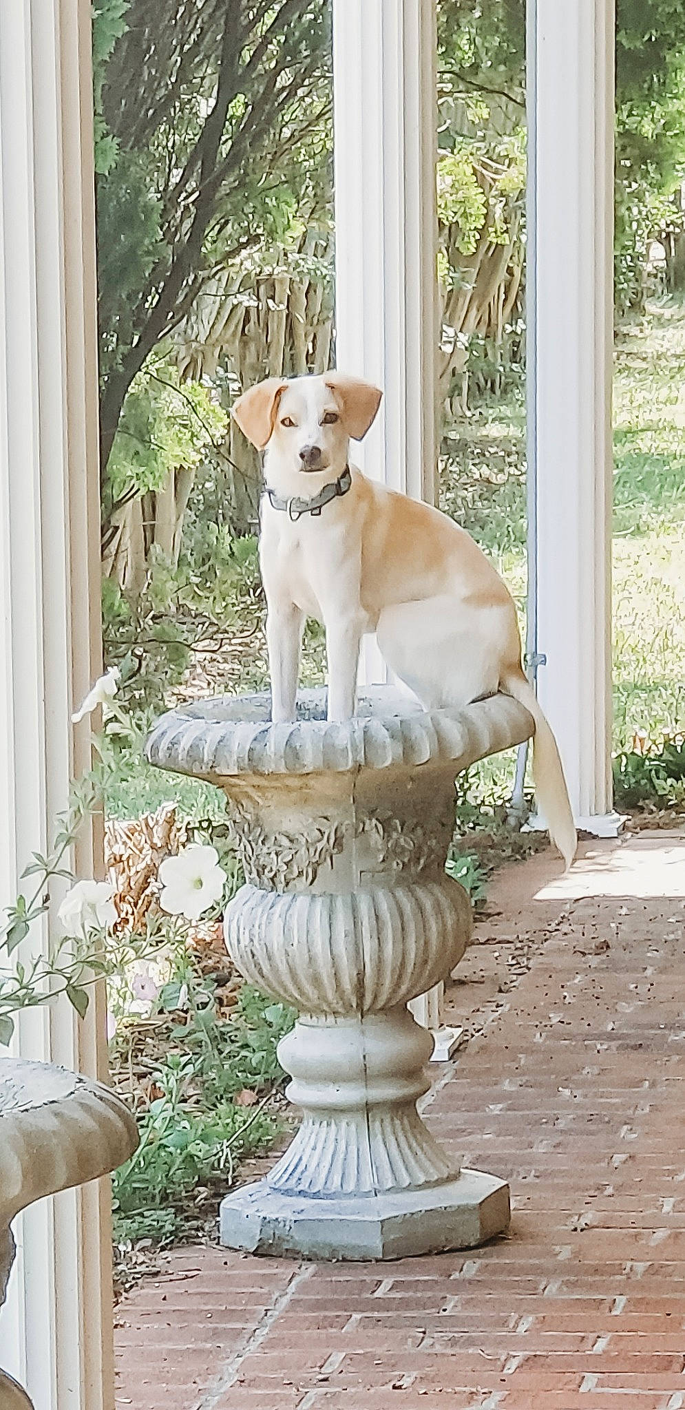 Jester is registered to the contest to win money with this photo: baluster, canidae, carnivore, chair, collar, companion_dog, dog, dog_breed, fawn, garden, grass, pedestal, pet_supply, plant, porcelain, sporting_group, stairs, tail, wood, working_animal