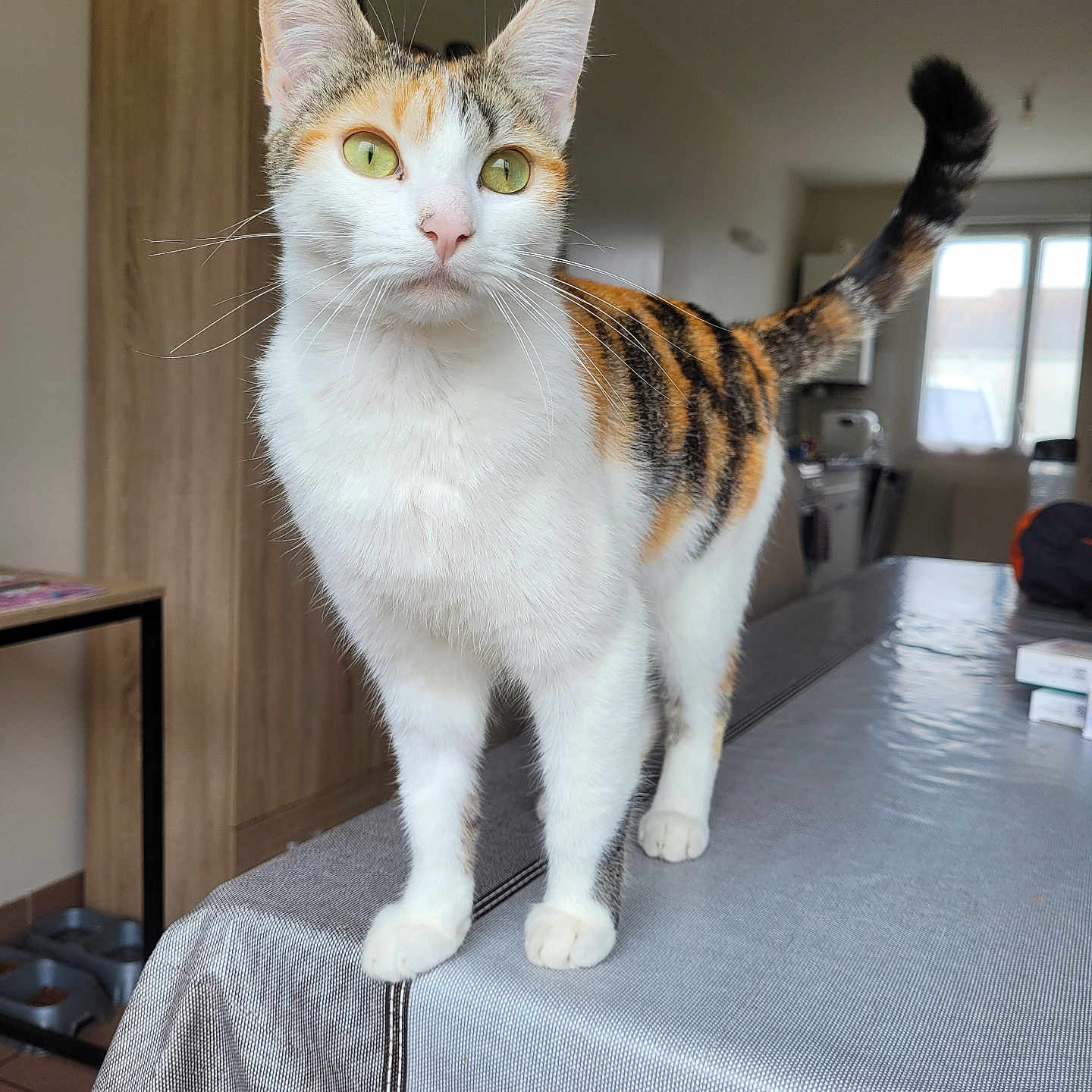 Nami a rejoint le concours — aidez-le/la à gagner de superbes lots ! abyssinian, accessories, animal, architecture, bag, building, cat, couch, furniture, handbag, hardwood, indoors, kitten, livingroom, manx, pet, plywood, room, shelf, wood