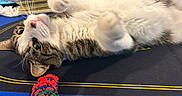 Tomlin joined the competition — help win amazing prizes! animal, cap, casual, cat, closeup, eyes, fur, furniture, indoor, man, paws, person, pet, phone, playing_cards, poker_chips, relaxing, tabby_cat, table, whiskers
