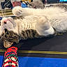 Tomlin joined the competition — help win amazing prizes! cat, tabby_cat, poker_chips, table, indoor, person, man, cap, phone, playing_cards, furniture, relaxing, pet, animal, closeup, whiskers, fur, eyes, paws, casual