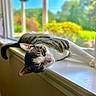 Tomlin is registered to the contest to win money with this photo: animal, blurred_background, cat, cozy, daylight, domestic_cat, feline, house, indoor, nature_outside, pet, relaxing, resting, sleepy, summer, sunlight, tabby_cat, white_cat, window, windowsill