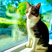 Tomlin joined the competition — help win amazing prizes! animal, blue_sky, cat, curious, daylight, domestic_cat, ears, feline, greenery, indoor, nature, outdoor, pet, portrait, reflection, sitting, sunlight, whiskers, window, windowsill