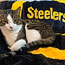 Tomlin is registered to the contest to win money with this photo: cat, tabby, white, pet, animal, feline, indoor, blanket, soft, resting, cozy, yellow, black, striped, cute, ears, whiskers, tail, comfort, home
