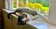 Tomlin is registered to the contest to win money with this photo: cat, tabby, windowsill, sunlight, relaxing, indoor, pet, animal, feline, resting, blurred_background, greenery, window, daylight, closeup, whiskers, pink_nose, fur, sleepy, calm