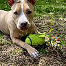 Rooney is registered to the contest to win money with this photo: dog, animal, pet, tennis_ball, grass, outdoor, nature, playful, canine, brown, white, ears, toy, garden, sunlight, laying, face, ground, plant, daylight