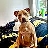 dog, tan_dog, sitting, blanket, yellow, black, indoor, window, porch, curious, ears_up, pet, canine, home, furniture, couch, daylight, relaxed, animal, cozy
